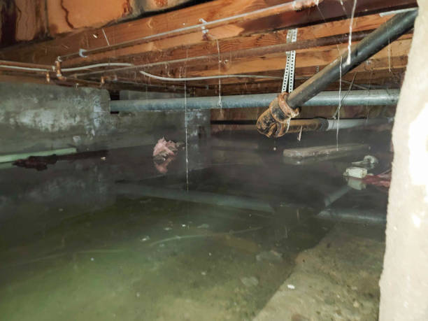 Best Mold removal after water damage  in Burgettstown, PA